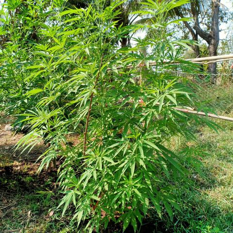 Streudlez growlog timeline photo