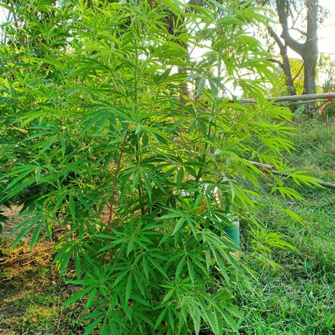 Streudlez growlog timeline photo