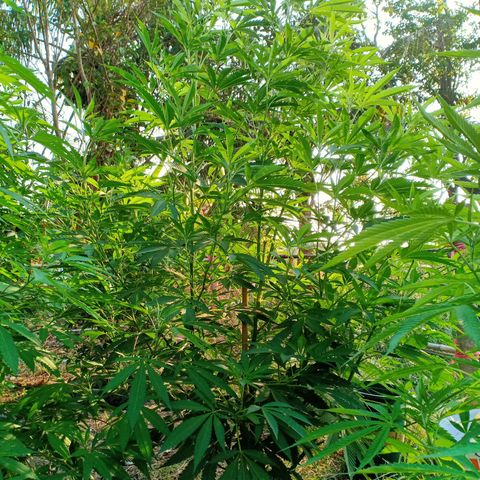 Streudlezลงดิน growlog timeline photo