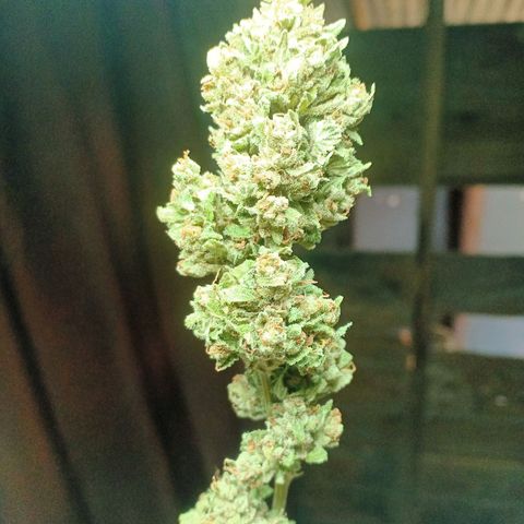 BlueberryHeadband growlog timeline photo