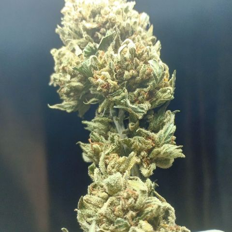 BlueberryHeadband growlog timeline photo