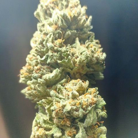 BlueberryHeadband growlog timeline photo