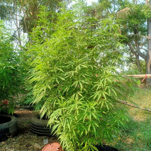 Streudlez growlog timeline photo