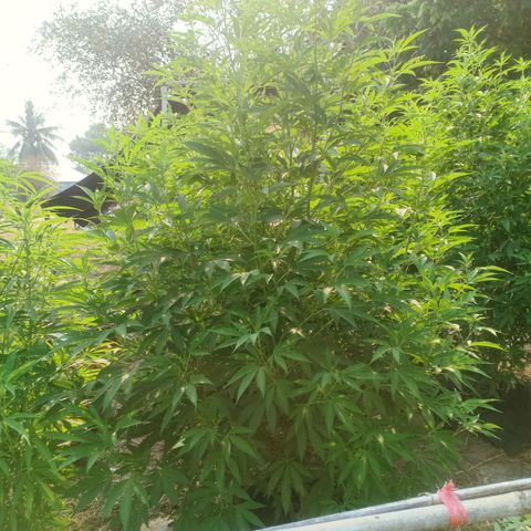 Streudlezลงดิน growlog timeline photo