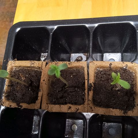 Double Kush Cake growlog timeline photo