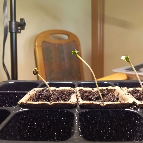Double Kush Cake growlog timeline photo