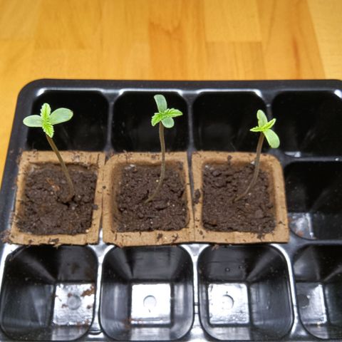 Double Kush Cake growlog timeline photo