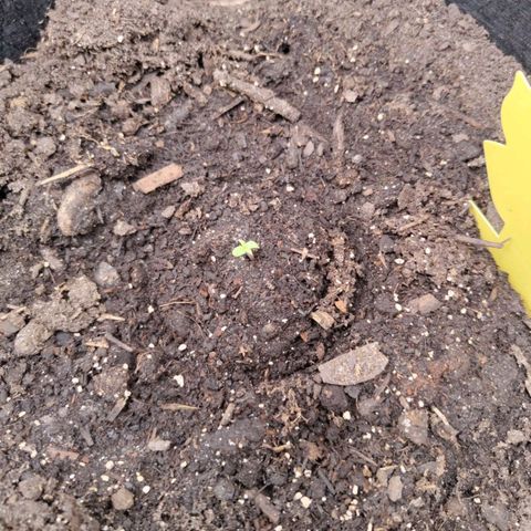 Dörte growlog timeline photo