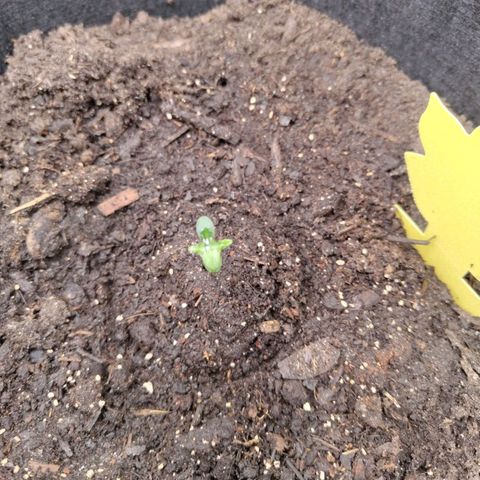 Dörte growlog timeline photo