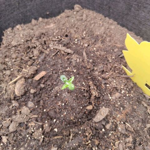 Dörte growlog timeline photo