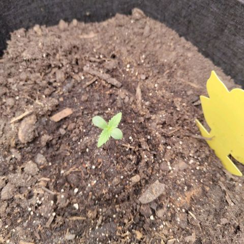 Dörte growlog timeline photo