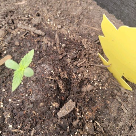 Dörte growlog timeline photo
