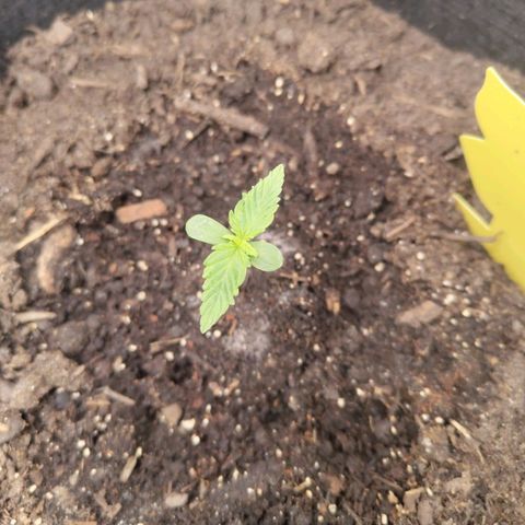 Dörte growlog timeline photo