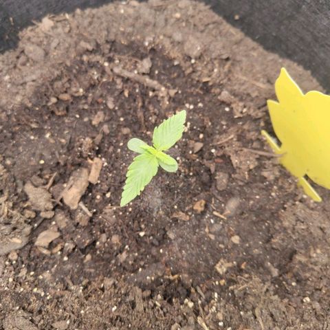 Dörte growlog timeline photo