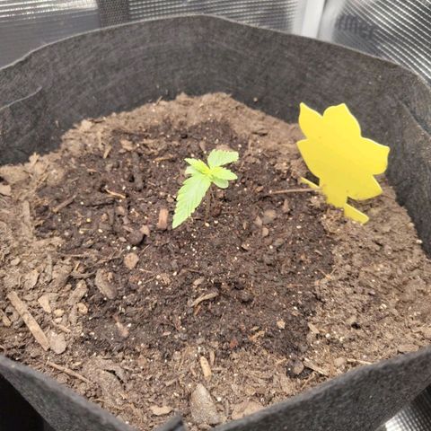 Dörte growlog timeline photo