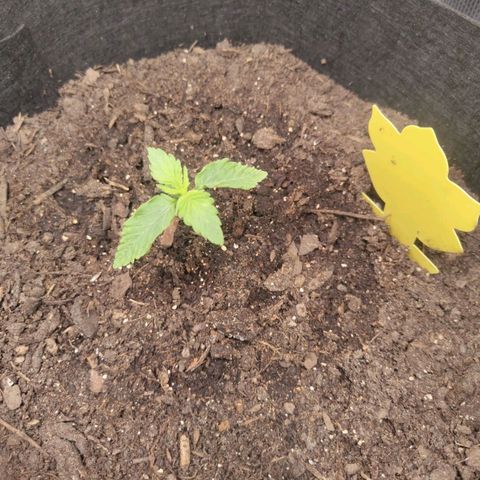 Dörte growlog timeline photo