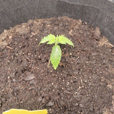 Dörte growlog timeline photo