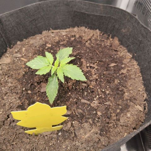 Dörte growlog timeline photo