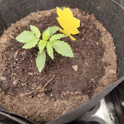 Dörte growlog timeline photo