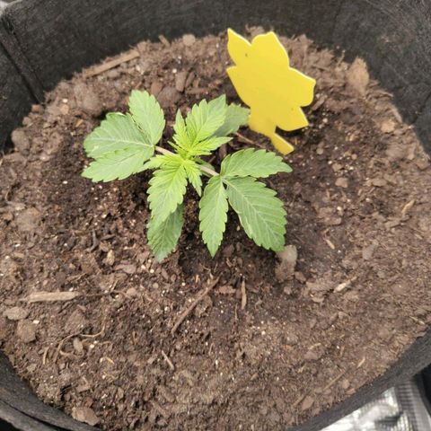 Dörte growlog timeline photo