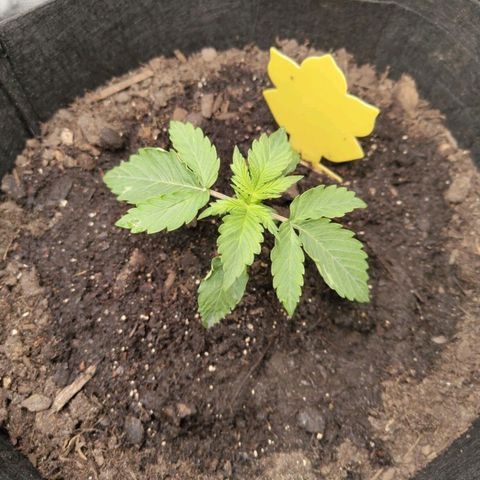 Dörte growlog timeline photo