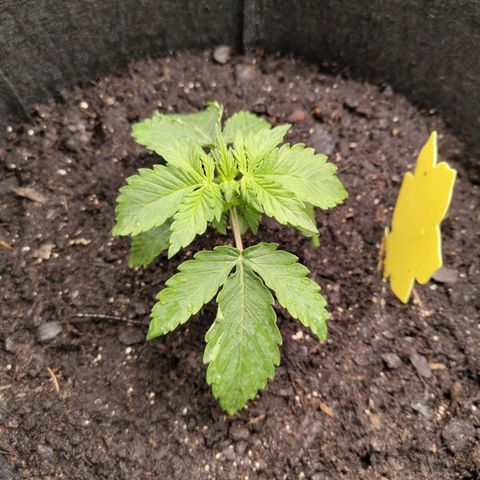 Dörte growlog timeline photo