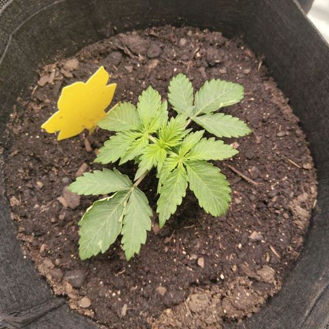 Dörte growlog timeline photo