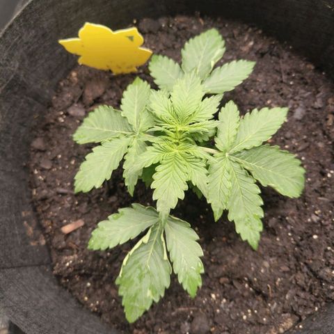 Dörte growlog timeline photo