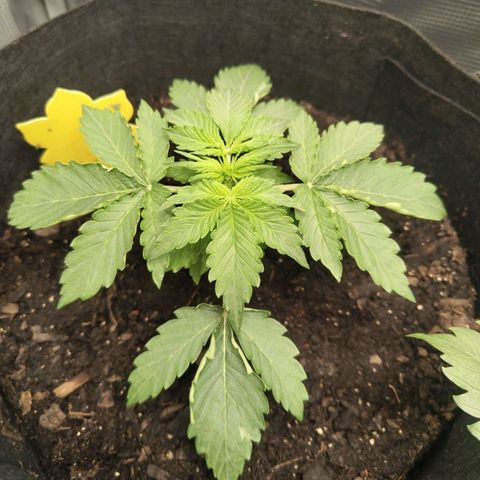 Dörte growlog timeline photo