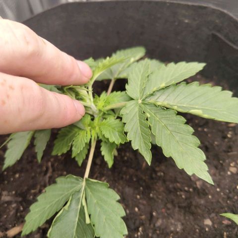 Dörte growlog timeline photo