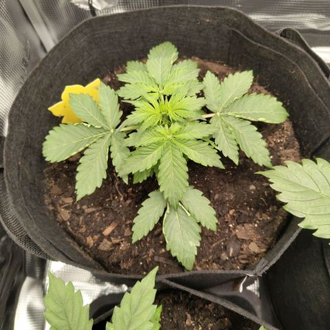 Dörte growlog timeline photo