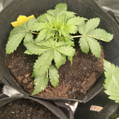 Dörte growlog timeline photo