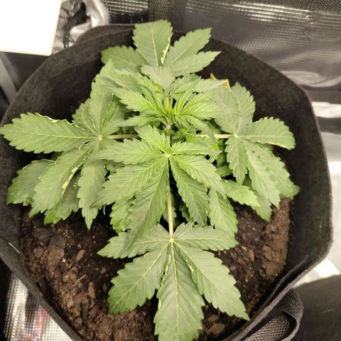 Dörte growlog timeline photo