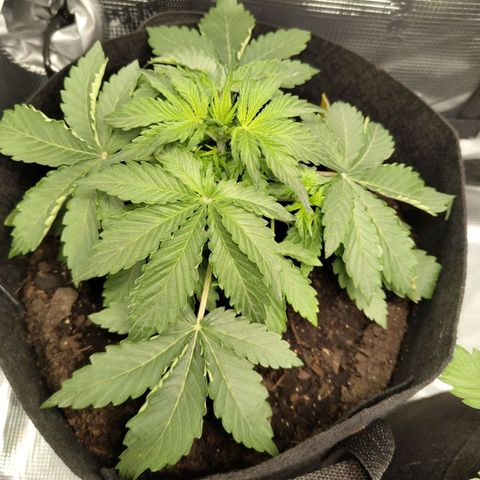 Dörte growlog timeline photo