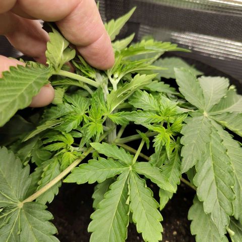 Dörte growlog timeline photo