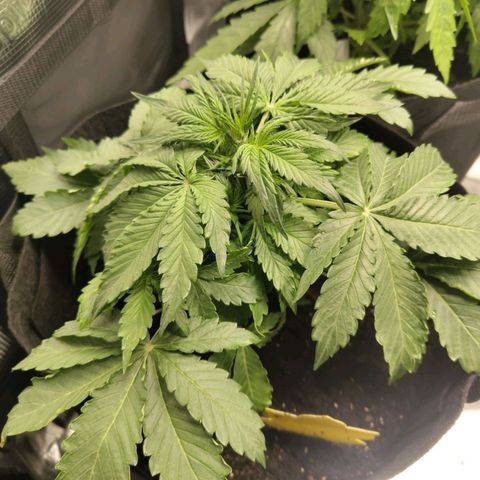 Dörte growlog timeline photo