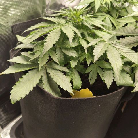 Dörte growlog timeline photo