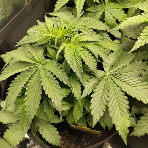 Dörte growlog timeline photo
