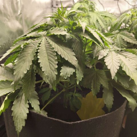 Dörte growlog timeline photo