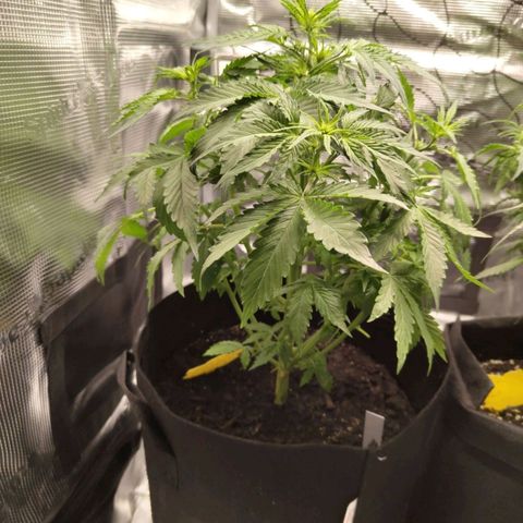 Dörte growlog timeline photo