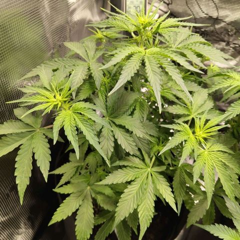 Dörte growlog timeline photo