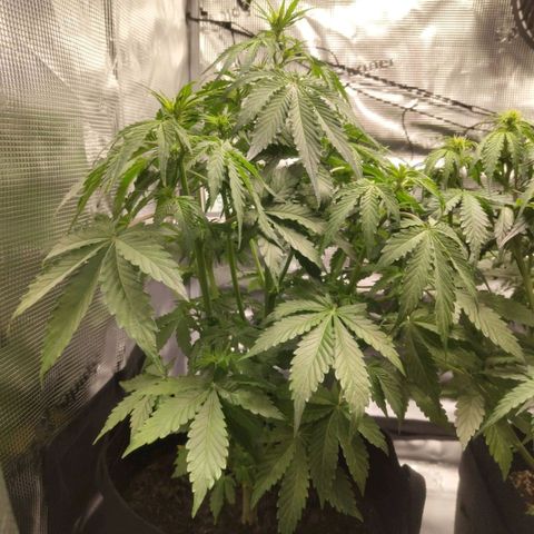 Dörte growlog timeline photo