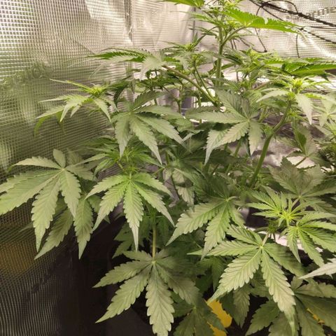 Dörte growlog timeline photo