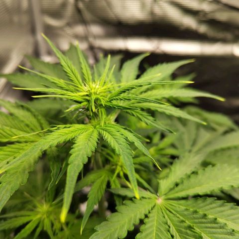 Dörte growlog timeline photo