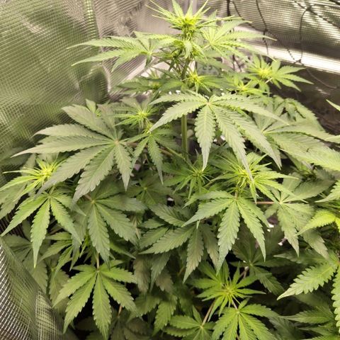 Dörte growlog timeline photo