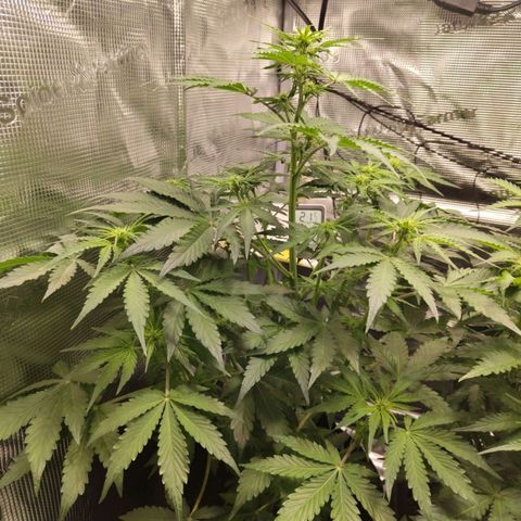 Dörte growlog timeline photo