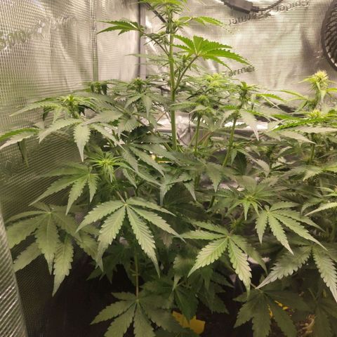 Dörte growlog timeline photo