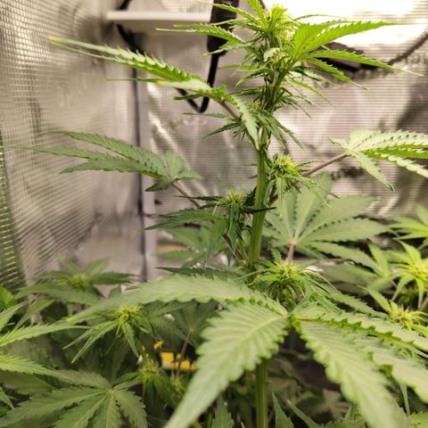 Dörte growlog timeline photo