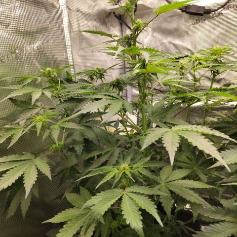 Dörte growlog timeline photo