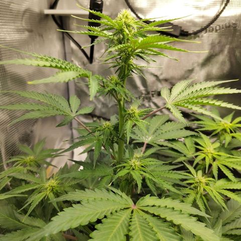 Dörte growlog timeline photo